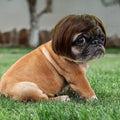 🐶🐱 Funny Pet Costume Wig Headband, for Small Dogs & Cats, Perfect Holiday Photo Props Pet Gift