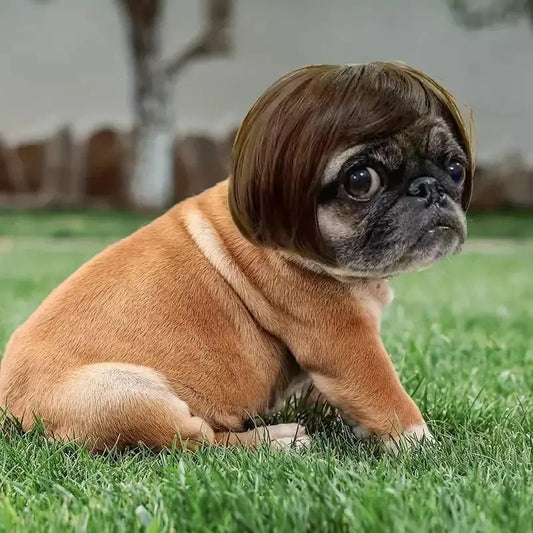 🐶🐱 Funny Pet Costume Wig Headband, for Small Dogs & Cats, Perfect Holiday Photo Props Pet Gift