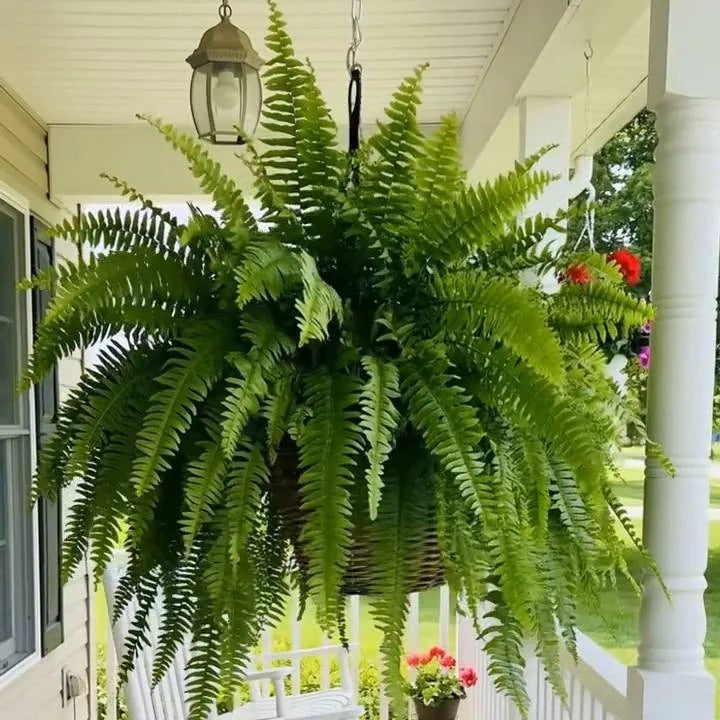 💛Glowing Boston Ferns with Lights – 🌿 Zero Watering, Zero Maintenance🌿