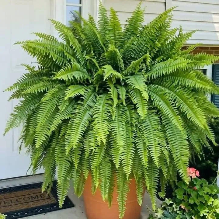 💛Glowing Boston Ferns with Lights – 🌿 Zero Watering, Zero Maintenance🌿
