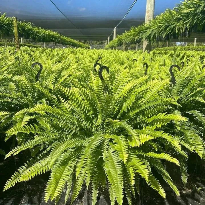 💛Glowing Boston Ferns with Lights – 🌿 Zero Watering, Zero Maintenance🌿