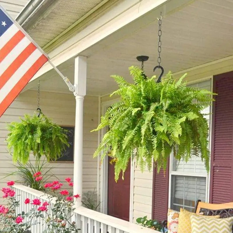 💛Glowing Boston Ferns with Lights – 🌿 Zero Watering, Zero Maintenance🌿